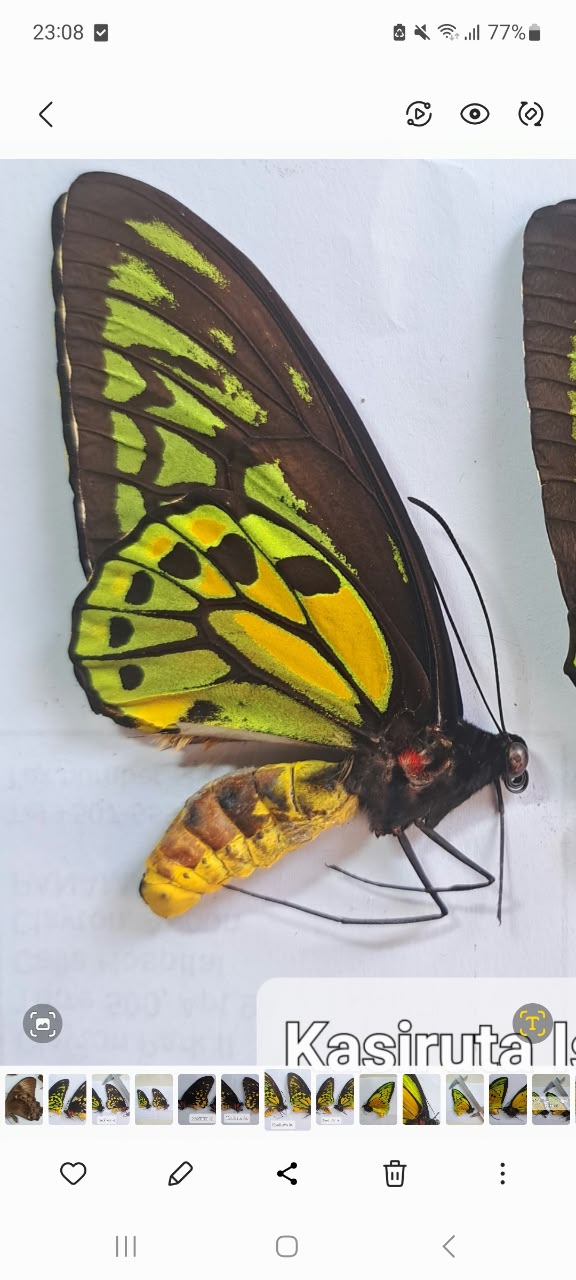 Ornithoptera croesus helios