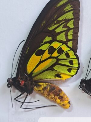 Ornithoptera croesus helios