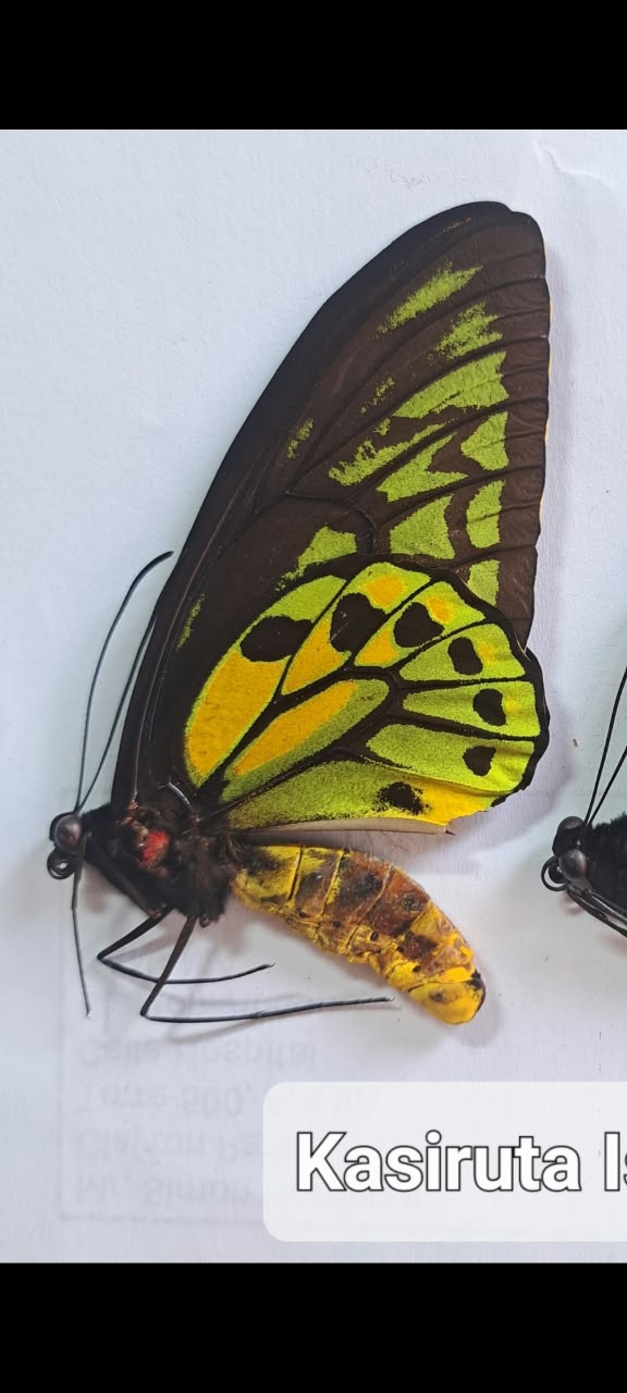 Ornithoptera croesus helios — изображение 2