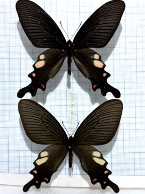 Byasa nevilli, Pair A1-, China