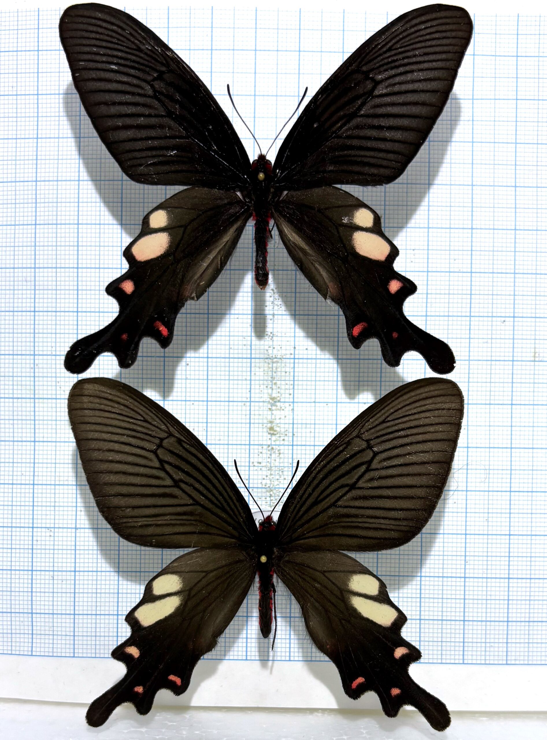 Byasa nevilli, Pair A1-, China