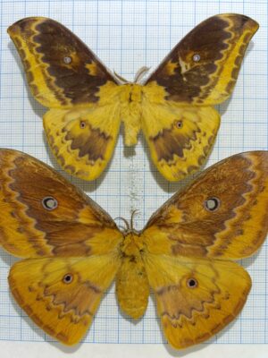 Saturniidae. Syntherata sp, male, A-, Indonesia