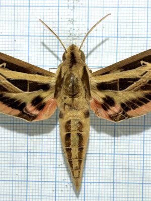 Eumorpha fasciata, male, A2, Peru
