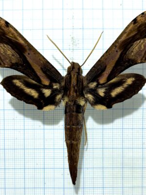 Xylophanes ceratomoides, male, A1-, Ecuador