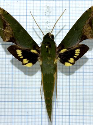 Xylophanes chiron, male, A1-, Ecuador