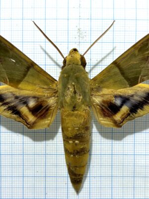 Eumorpha labruscae, male, good A2, Ecuador