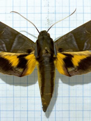 Eumorpha phorbas, male, A1-, Peru